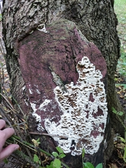 Bjerkandera adusta
