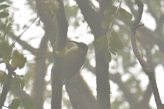 Ptiloris paradiseus