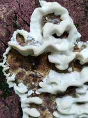 Bjerkandera adusta