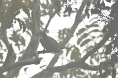 Ptiloris paradiseus
