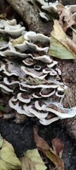 Bjerkandera adusta