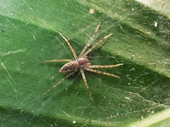 Dendrolycosa