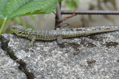 Stenocercus crassicaudatus