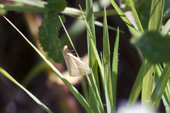 Rhodometra sacraria