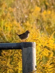 Melospiza melodia image