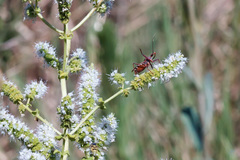 Rhynocoris erythropus