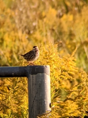 Melospiza melodia image