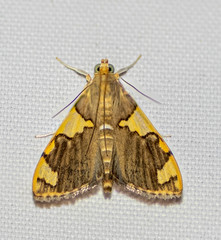 Rehimena