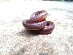 Atractus trilineatus