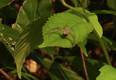 Hamadruas hieroglyphica