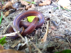 Atractus trilineatus
