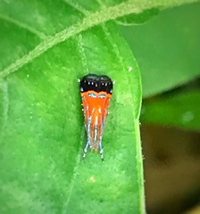 Tricyanaula aurantiaca