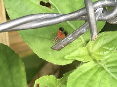 Tricyanaula aurantiaca