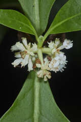 Psychotria subsessilis
