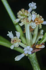 Psychotria subsessilis