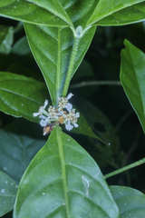 Psychotria subsessilis
