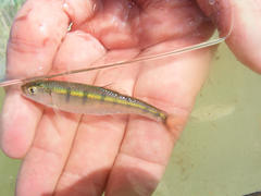 Opsaridium peringueyi