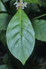 Psychotria subsessilis