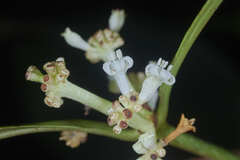 Psychotria subsessilis