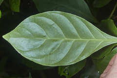 Psychotria subsessilis