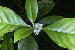 Psychotria subsessilis