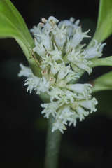 Psychotria subsessilis