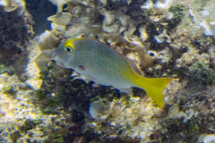 Lethrinus atkinsoni