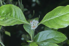 Psychotria subsessilis