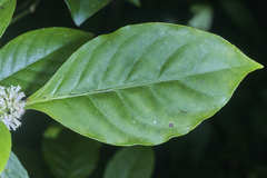 Psychotria subsessilis