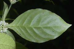 Psychotria subsessilis