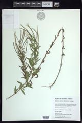 Epilobium strictum
