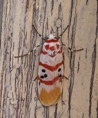 Cyana bellissima