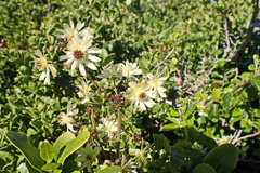 Knowltonia vesicatoria