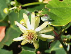 Knowltonia vesicatoria