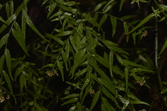 Ozothamnus vagans