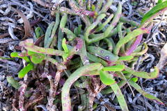 Carpobrotus muirii