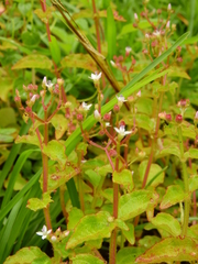 Aciotis acuminifolia