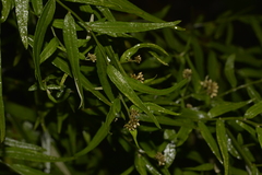 Ozothamnus vagans