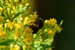 Bombus