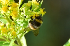 Bombus