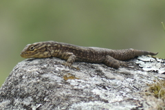 Stenocercus crassicaudatus