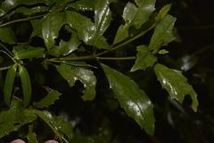 Polyosma cunninghamii