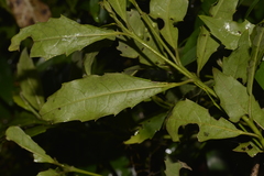 Polyosma cunninghamii