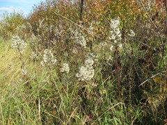 Solidago dahurica
