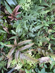 Pteris aspericaulis