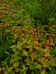 Aciotis acuminifolia