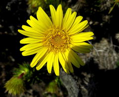 Cullumia carlinoides