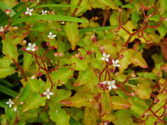 Aciotis acuminifolia