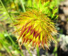 Cullumia carlinoides