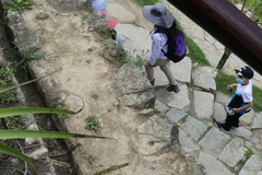 Stenocercus crassicaudatus